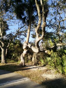 tree trunk wrapped around another tree trunk, both trees are alive