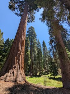 tall sequoia trees with blue sky background